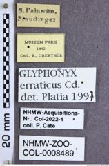 Etikette zu Glyphonyx erraticus (Candèze, 1875) (NHMW-ZOO-COL-0008489)